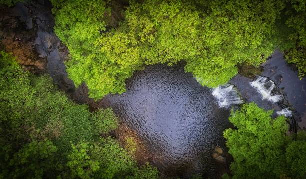 Sustainable Forestry in Wales