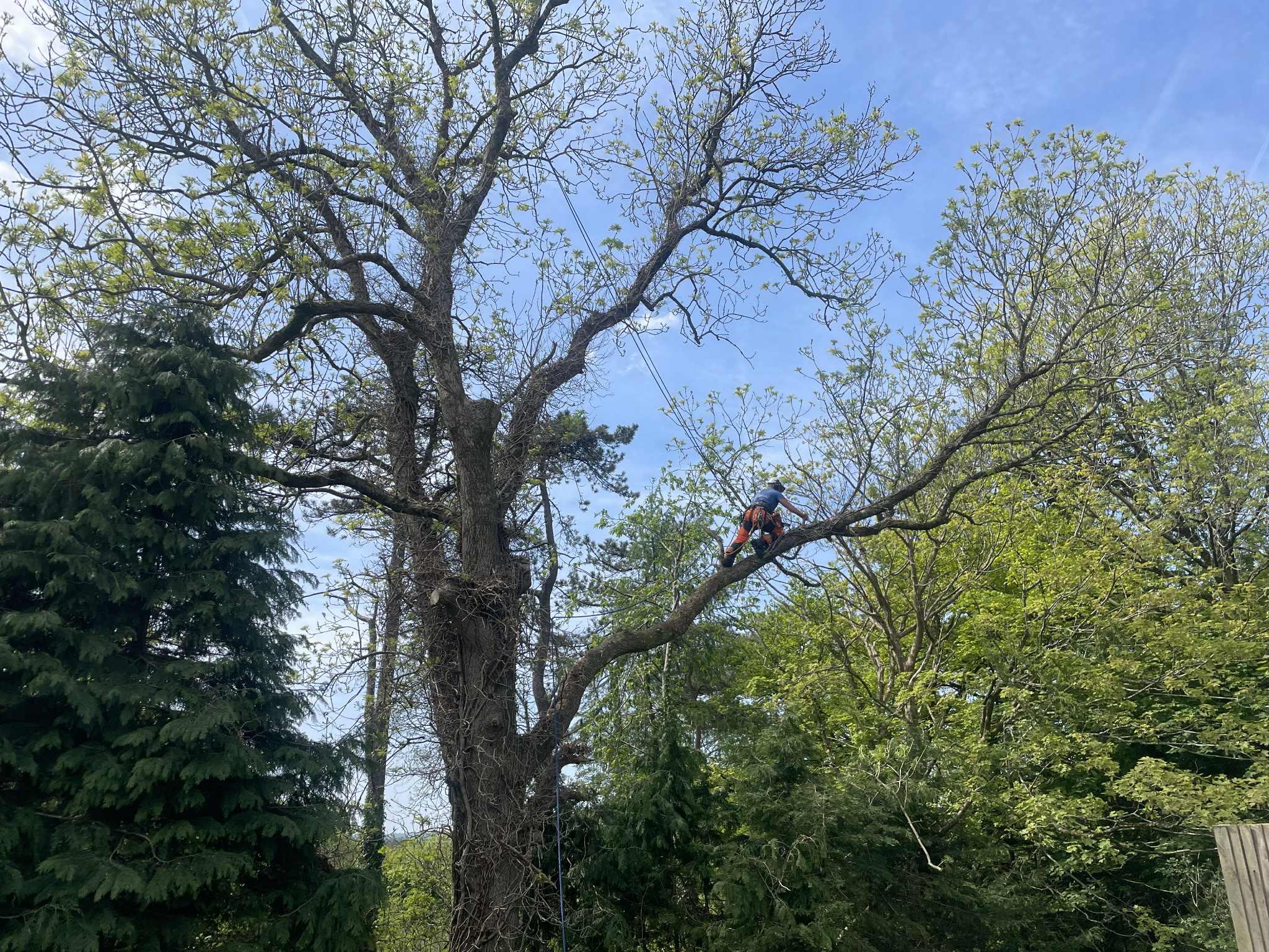 Tree surgeon working high up on a branch